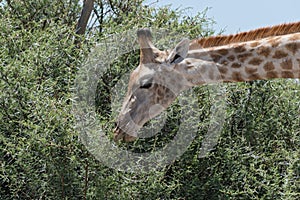 Giraffe eating leaves from a large bush, Botswanagiraffe eating leaves from a large bush, Botswana