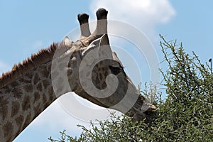 Giraffe eating leaves from a large bush, Botswanagiraffe eating leaves from a large bush, Botswana