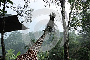 A giraffe eating leaves in a safari zoo