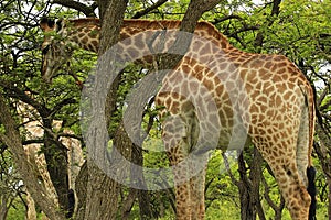 Giraffe eating leaves in Tala Game reseve, South Africa