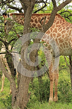 Giraffe eating leaves in Tala Game reseve, South Africa photo