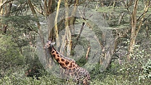 Giraffe eating leaves of a tree.