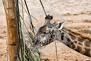 Giraffe eating leaves of tree at San Diego Safari Park