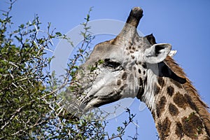 Giraffe eating leaves from trees in the African savanna of South Africa with its long tongue