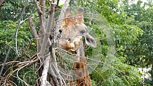 giraffe eating and licking chewing in Summer