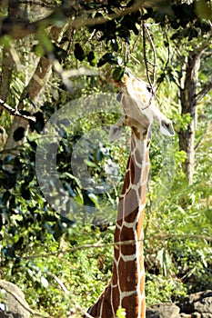 Giraffe Eating Lunch