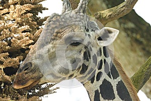 A Giraffe eating munching eating some leaves in the wild