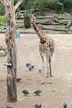 Giraffe eating straw