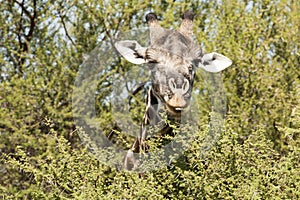 Giraffe eating thorny shrub