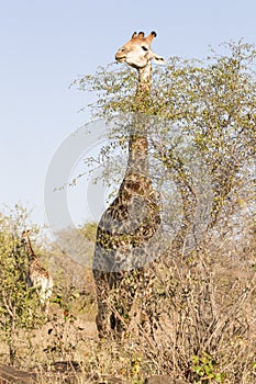 Giraffe eating the tops of fresh branches