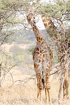 A giraffe eating from a tree