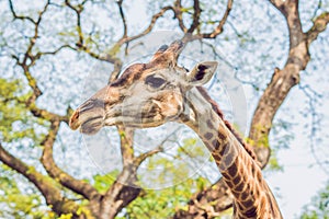 Giraffe eating from a tree in a gorgeous landscape in Africa