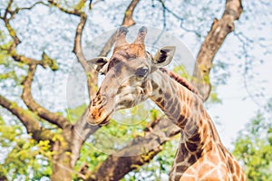 Giraffe eating from a tree in a gorgeous landscape in Africa