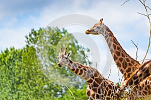 Giraffe eating tree leaves