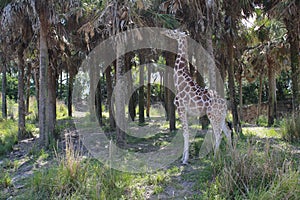 giraffe eating tree leaves in the landscape