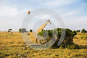 Giraffe eating tree leaves in savannah at africa