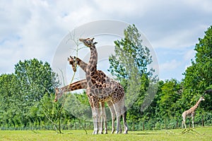Giraffe eating tree leaves