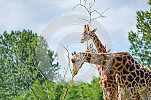 Giraffe eating tree leaves