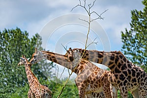 Giraffe eating tree leaves