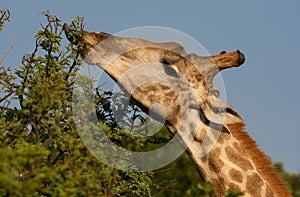 Giraffe eating a tree with tongue out