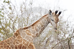 Giraffe eating from twigs