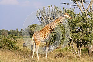 Giraffe eating vegetation on Kenyan savannah