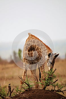 Giraffe eating from a very low branch