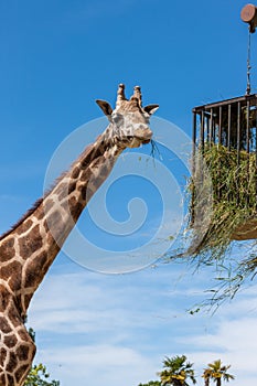 Giraffe eating in zoo on a background of blue sky