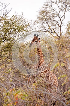 Giraffe eats