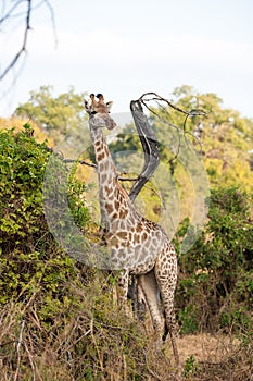 Giraffe eats