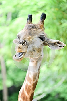 Giraffe eats food photo