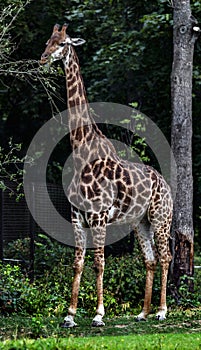 Giraffe eats leaves 1