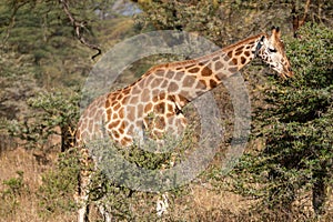 Giraffe eats off a acacia thorn bush tree, in Lake Nakuru National Park Kenya Africa