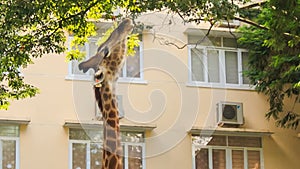 Giraffe Eats Peacefully Tree Leaves in City