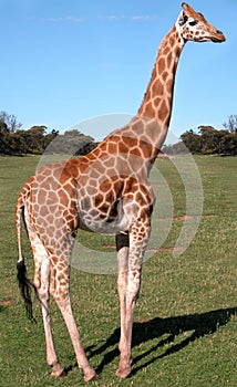 Giraffe in an educational park