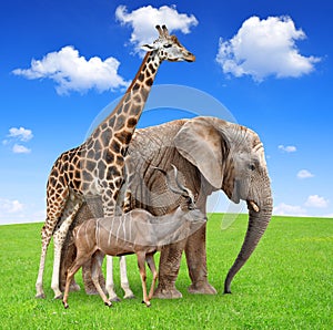 Giraffe with elephant and kudu