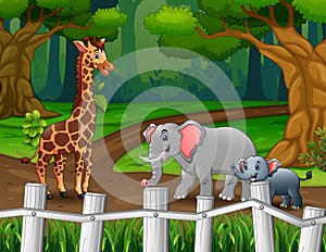 Giraffe and elephants walking in the forest