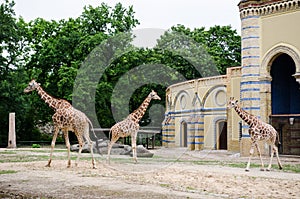 Giraffe enclosure in Berlin zoo