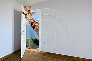 Giraffe entering a door. Animal watching from a wall. Child's imagination or a dream