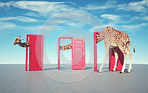 Giraffe enters a door and comes out of another. Opportunities and curiosity concept