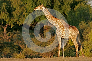 Giraffe, Etosha N/P, Namibia