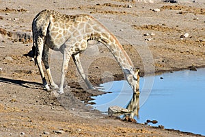 Giraffe - Etosha, Namibia