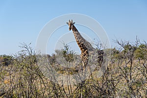 Giraffe in Etosha National Park in Namibia