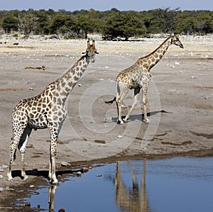 Giraffe - Etosha National Park - Namibia