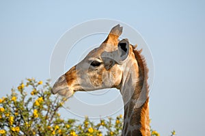 Giraffe, Etosha National Park, Namibia