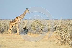 Giraffe, Etosha National Park, Namibia