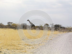 Giraffe, Etosha National Park, Namibia. Africa