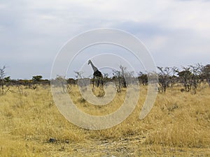 Giraffe, Etosha National Park, Namibia. Africa