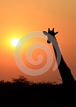 Giraffe in Etosha national reserve