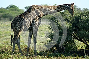 Giraffe, Etosha NP, Namibia